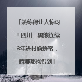 熟练得让人惊讶！四川一黑熊连续3年进村偷蜂蜜，藏哪都找得到
