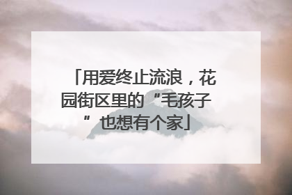 用爱终止流浪，花园街区里的“毛孩子”也想有个家