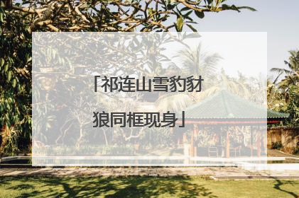 祁连山雪豹豺狼同框现身