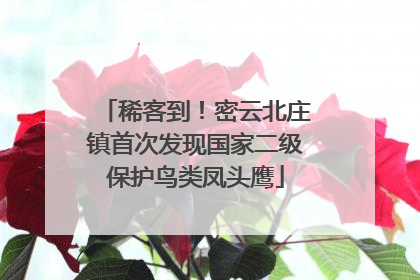 稀客到！密云北庄镇首次发现国家二级保护鸟类凤头鹰