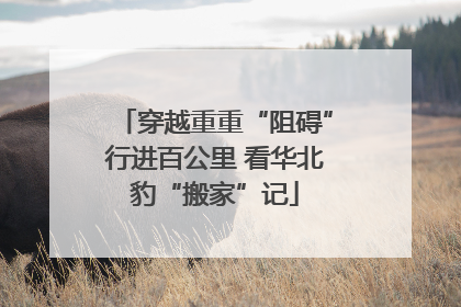 穿越重重“阻碍”行进百公里 看华北豹“搬家”记