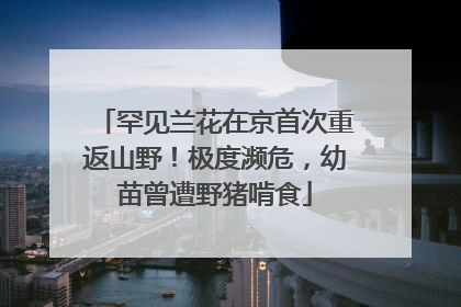 罕见兰花在京首次重返山野！极度濒危，幼苗曾遭野猪啃食