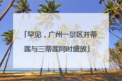 罕见，广州一景区并蒂莲与三蒂莲同时盛放