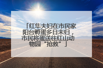 红隼夫妇在市民家阳台孵蛋多日未归，市民将蛋送往红山动物园“抢救”