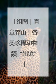 组图｜宜章莽山：各类珍稀动物频“出镜”