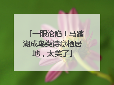 一眼沦陷！马踏湖成鸟类诗意栖居地，太美了