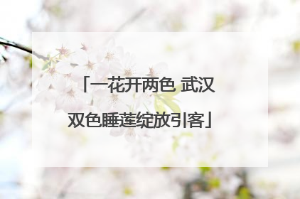一花开两色 武汉双色睡莲绽放引客