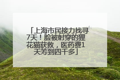 上海市民接力找寻7天！脸被射穿的狸花猫获救，医药费1天筹到四千多
