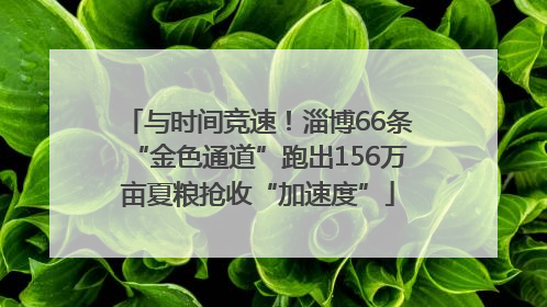 与时间竞速！淄博66条“金色通道”跑出156万亩夏粮抢收“加速度”