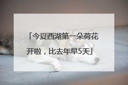 今夏西湖第一朵荷花开啦，比去年早5天