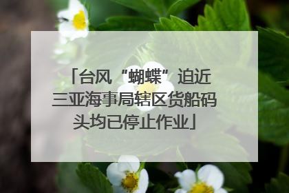 台风“蝴蝶”迫近 三亚海事局辖区货船码头均已停止作业