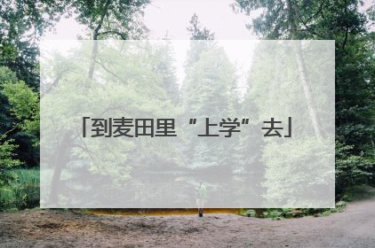 到麦田里“上学”去