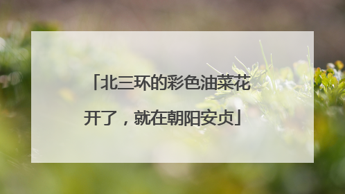 北三环的彩色油菜花开了，就在朝阳安贞
