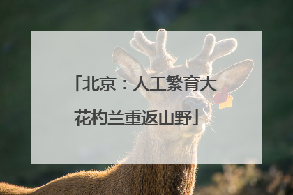 北京：人工繁育大花杓兰重返山野