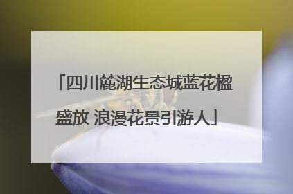 四川麓湖生态城蓝花楹盛放 浪漫花景引游人