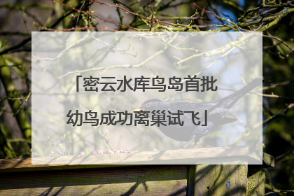 密云水库鸟岛首批幼鸟成功离巢试飞