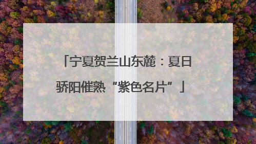 宁夏贺兰山东麓：夏日骄阳催熟“紫色名片”