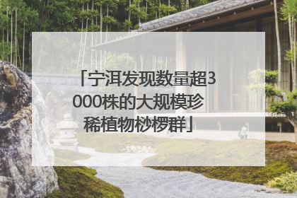 宁洱发现数量超3000株的大规模珍稀植物桫椤群