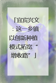 宜宾兴文：这一乡镇以创新种植模式拓宽“增收路”