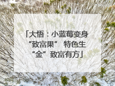 大悟：小蓝莓变身“致富果” 特色生“金”致富有方