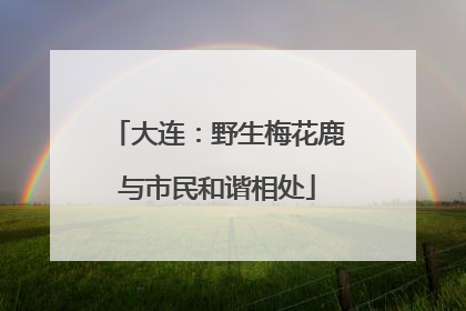 大连：野生梅花鹿与市民和谐相处
