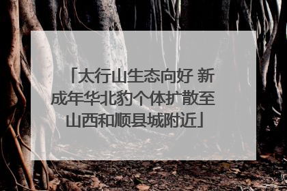 太行山生态向好 新成年华北豹个体扩散至山西和顺县城附近
