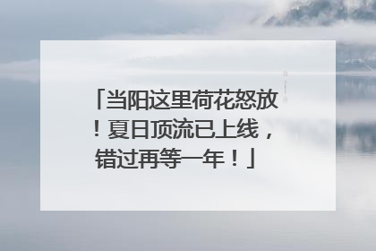 当阳这里荷花怒放！夏日顶流已上线，错过再等一年！