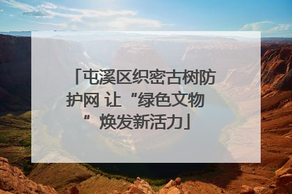 屯溪区织密古树防护网 让“绿色文物”焕发新活力