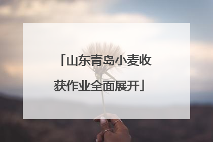 山东青岛小麦收获作业全面展开