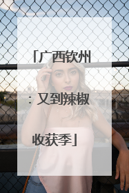 广西钦州：又到辣椒收获季