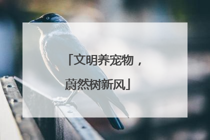 文明养宠物，蔚然树新风