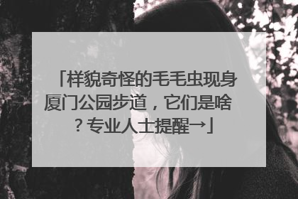 样貌奇怪的毛毛虫现身厦门公园步道，它们是啥？专业人士提醒→