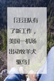 汪汪队有了新工作，美国一机场出动牧羊犬驱鸟