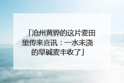 沧州黄骅的这片麦田里传来喜讯：一水未浇的旱碱麦丰收了