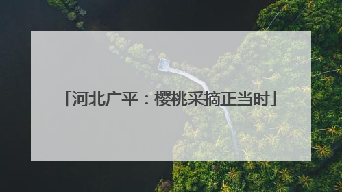 河北广平：樱桃采摘正当时