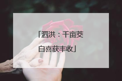 泗洪：千亩茭白喜获丰收