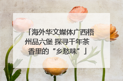 海外华文媒体广西梧州品六堡 探寻千年茶香里的“乡愁味”