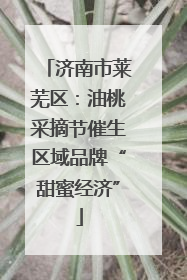 济南市莱芜区：油桃采摘节催生区域品牌“甜蜜经济”