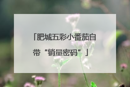 肥城五彩小番茄自带“销量密码”