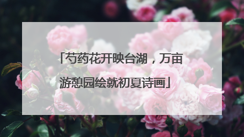 芍药花开映台湖，万亩游憩园绘就初夏诗画