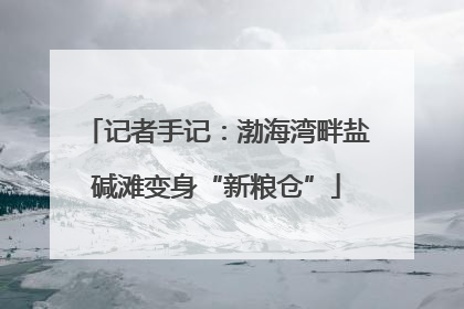 记者手记：渤海湾畔盐碱滩变身“新粮仓”