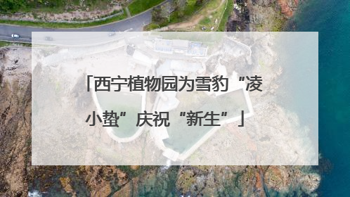 西宁植物园为雪豹“凌小蛰”庆祝“新生”