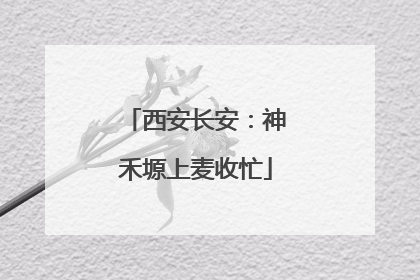 西安长安：神禾塬上麦收忙