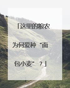 这里的粮农为何爱种“面包小麦”？