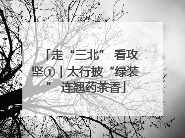 走“三北” 看攻坚①｜太行披“绿装” 连翘药茶香