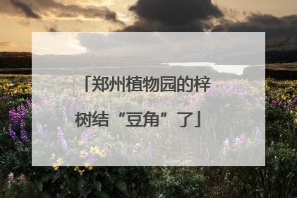 郑州植物园的梓树结“豆角”了