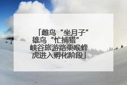 雌鸟“坐月子”雄鸟“忙捕猎” 峡谷旅游路栗喉蜂虎进入孵化阶段