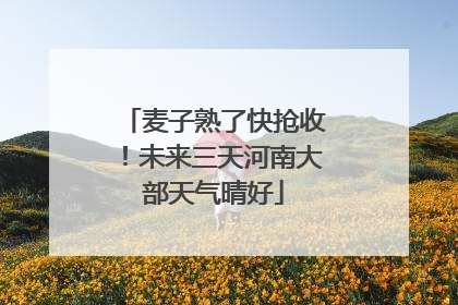 麦子熟了快抢收！未来三天河南大部天气晴好