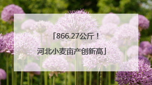866.27公斤！河北小麦亩产创新高